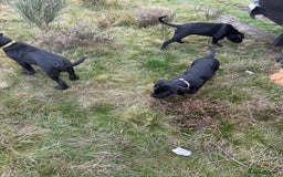 Mixed Breed dogs for sale: cane corso cross puppies  - Image 13