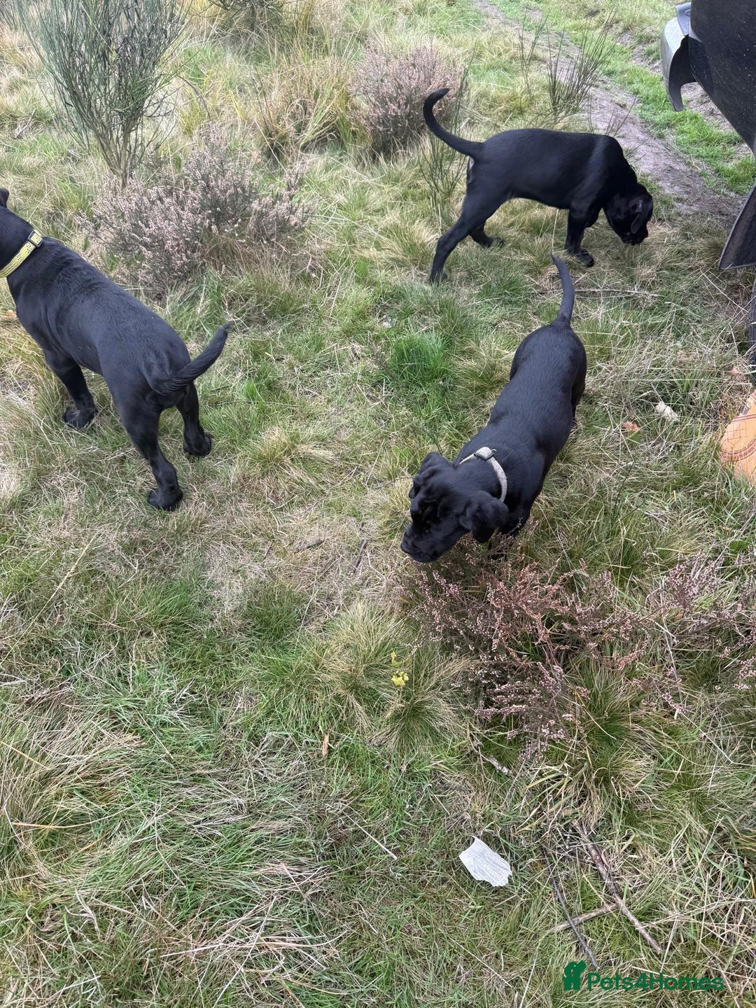 Mixed Breed dogs for sale: cane corso cross puppies  - Image 13