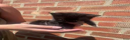 Mixed Breed cats for sale: 2 kittens left beautiful boy and girl  - Advert 10