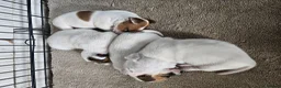 Jack Russell dogs for sale: Jack Russell puppies 🐶  - Advert 3