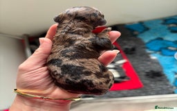 Miniature Poodle dogs for sale: Beautiful health tested miniature poodles  - Image 4