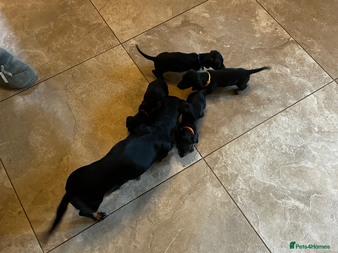 Miniature Dachshund dogs for sale: 4 Miniature Dachsund Puppies (2 Male & 2 Female) - Advert 10