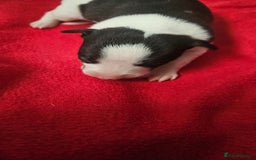 Whippet dogs for sale: KC HEART AND HEALTH TESTED WHIPPETS - Image 10