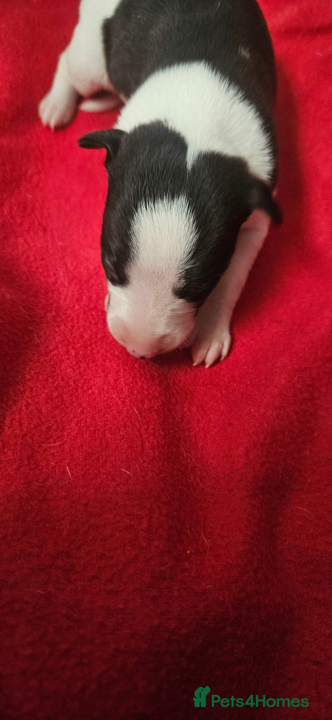 Whippet dogs for sale: KC HEART AND HEALTH TESTED WHIPPETS - Image 10