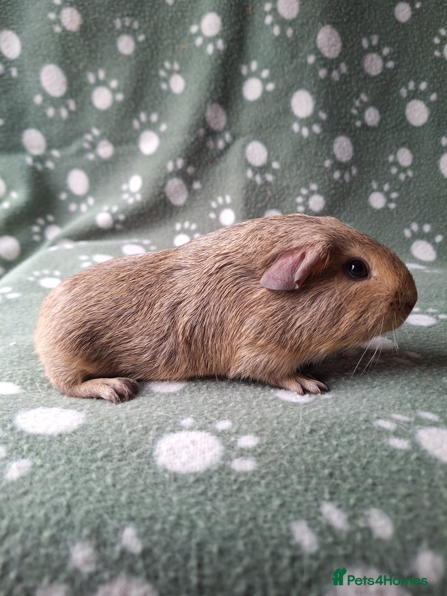 Guinea Pig rodents Pure bred chinchilla guinea pig - Advert 14