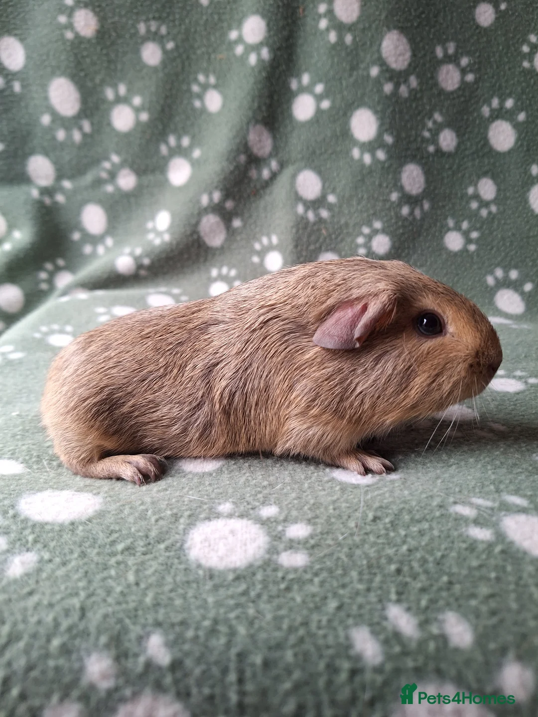 Guinea Pig rodents for sale: Pure bred chinchilla guinea pig - Advert 2