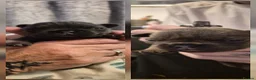 French Bulldog dogs for sale: Blue french bulldog puppies - Advert 6