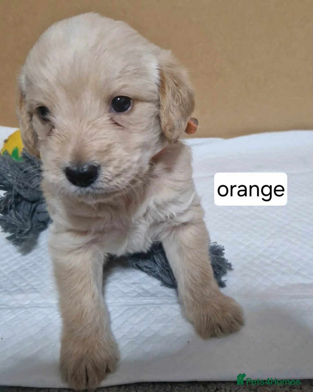 Mixed Breed dogs for sale: Beagle Doodles - Advert 2