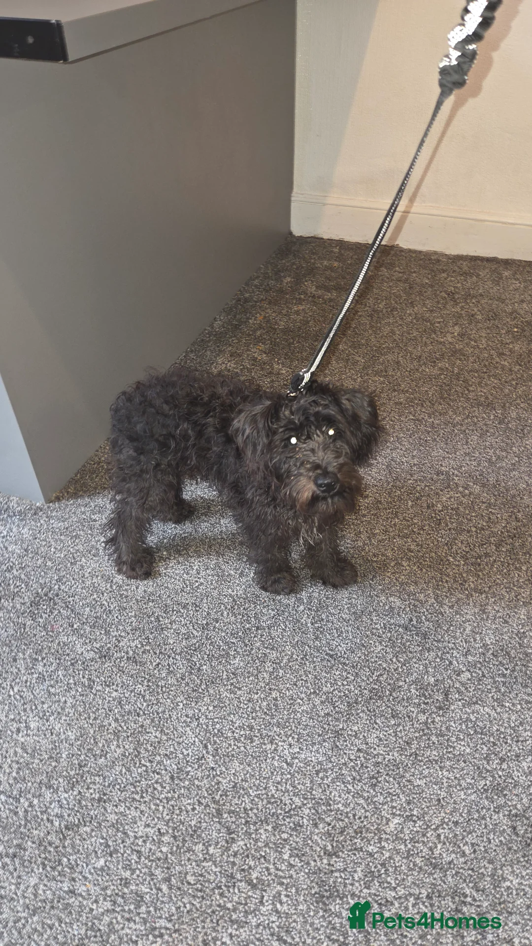 Miniature Schnauzer dogs for sale: Mini schnauzer  - Advert 2