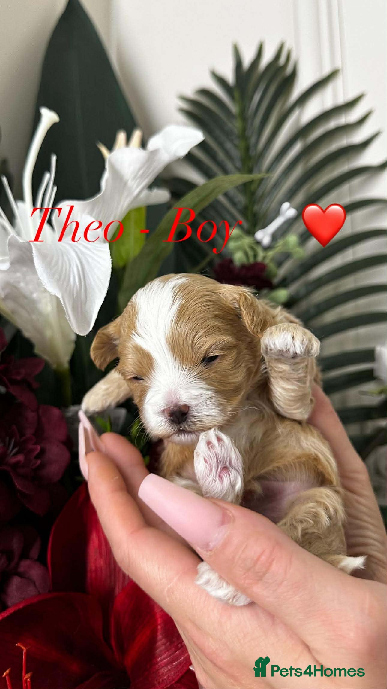 Maltipoo dogs 💫TOP QUALITY LUXURY F1 MALTIPOO PUPPIES🩷🩵🩷 - Advert 4