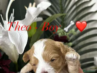 Maltipoo dogs 💫TOP QUALITY LUXURY F1 MALTIPOO PUPPIES🩷🩵🩷 - Advert 4