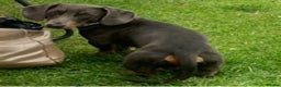 Dachshund dogs for stud: Blue Dachhund Proven Stud & Isabella cream stud, in Swansea - Advert 10