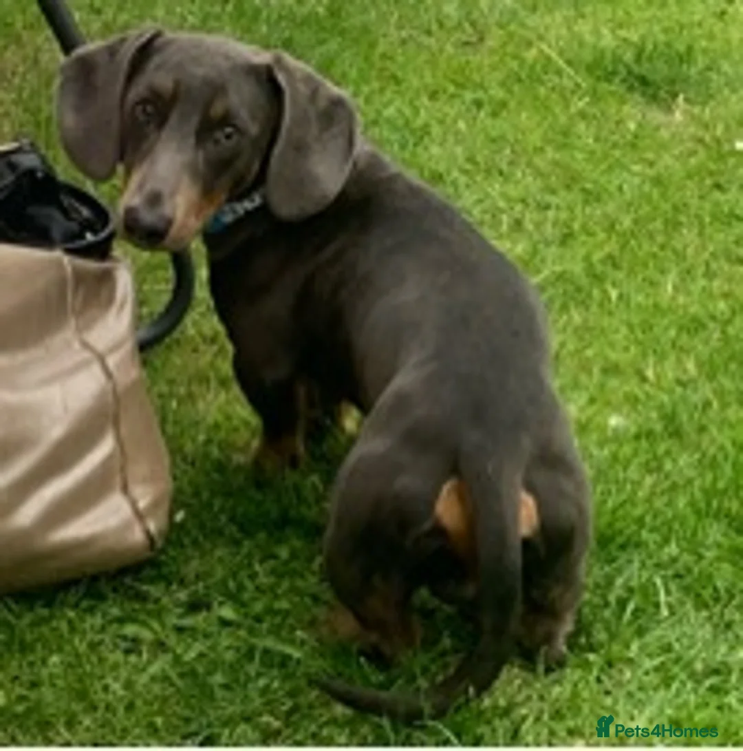 Dachshund dogs for stud: Blue Dachhund Proven Stud & Isabella cream stud, in Swansea - Advert 10