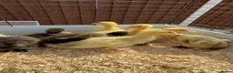 Ducks poultry for sale: 11 Day Old Large Mixed Breed Unsexed Ducks - Advert 6