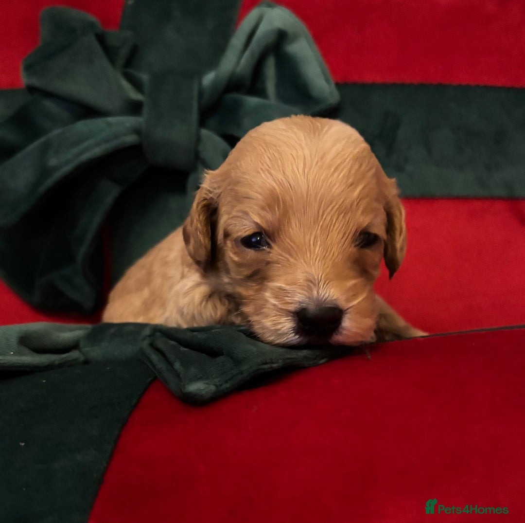 Cockapoo dogs for sale: ⭐️OUTSTANDING, HIGH QUALITY Cockapoo F1B Puppies⭐️ - Advert 22