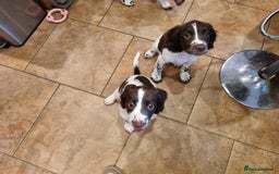 English Springer Spaniel dogs for sale: English springer spaniel puppies  - Image 38