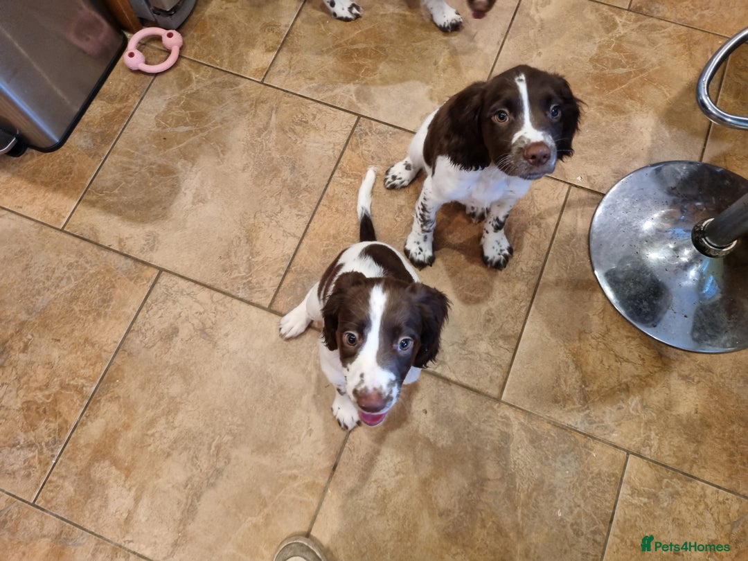English Springer Spaniel dogs for sale: English springer spaniel puppies  - Image 38