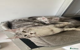 Maine Coon cats for sale: Registered GCCF Maine Coons - Image 12