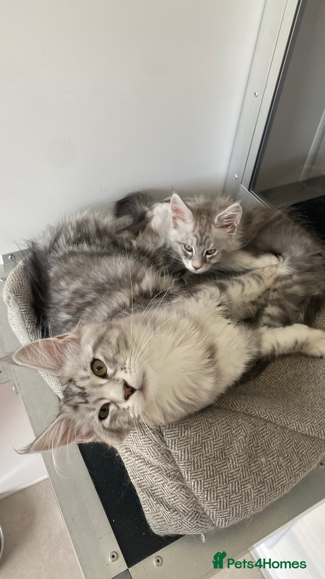 Maine Coon cats for sale: Registered GCCF Maine Coons - Image 12