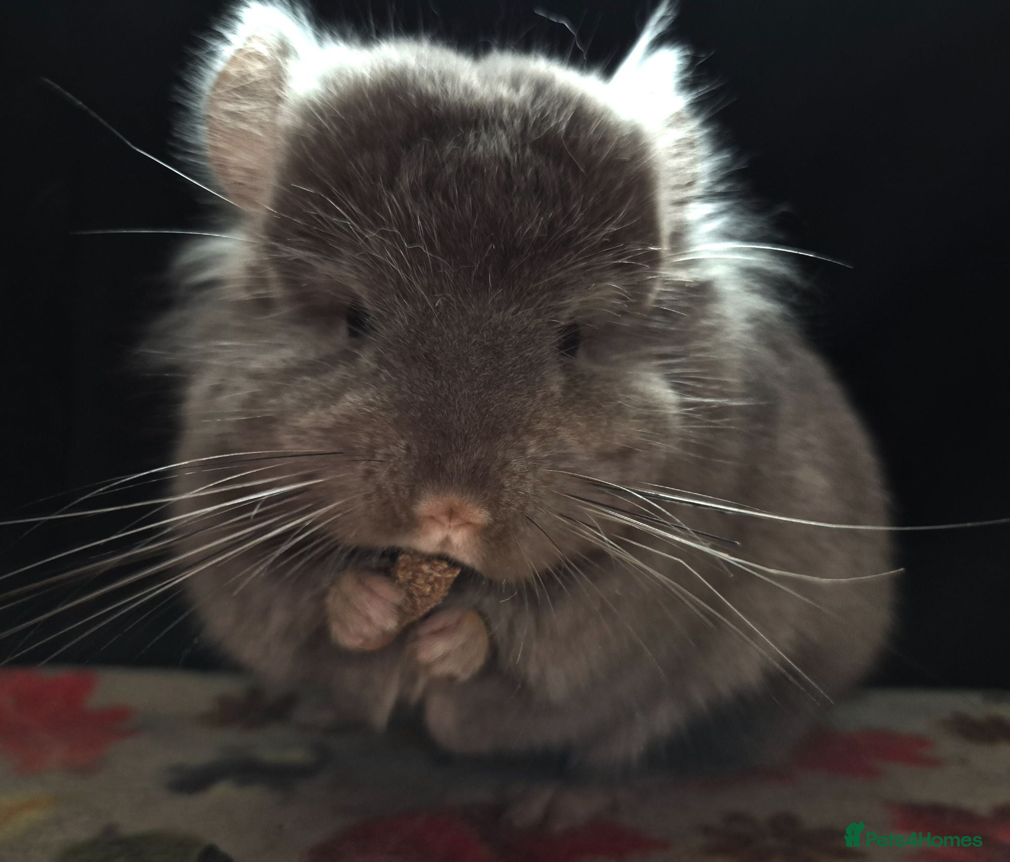 Chinchilla rodents A verity of Chinchillas rpa/rpac - Advert 2