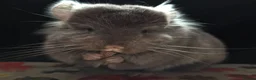 Chinchilla rodents for sale: A verity of Chinchillas rpa/rpac - Advert 2