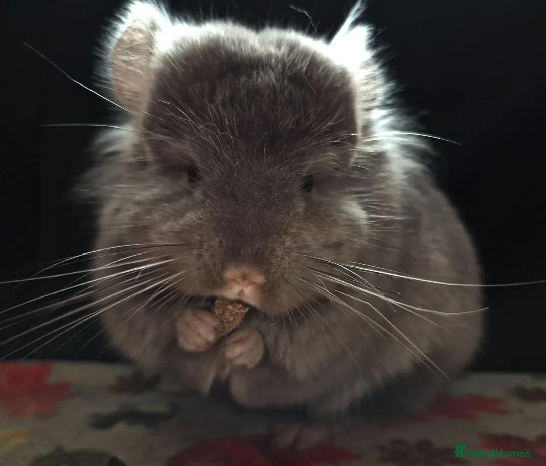 Chinchilla rodents for sale: A verity of Chinchillas rpa/rpac - Advert 2