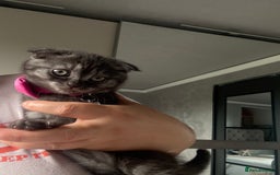 Scottish Fold cats for sale: Scottish fold kittens ready to find new homes - Image 12