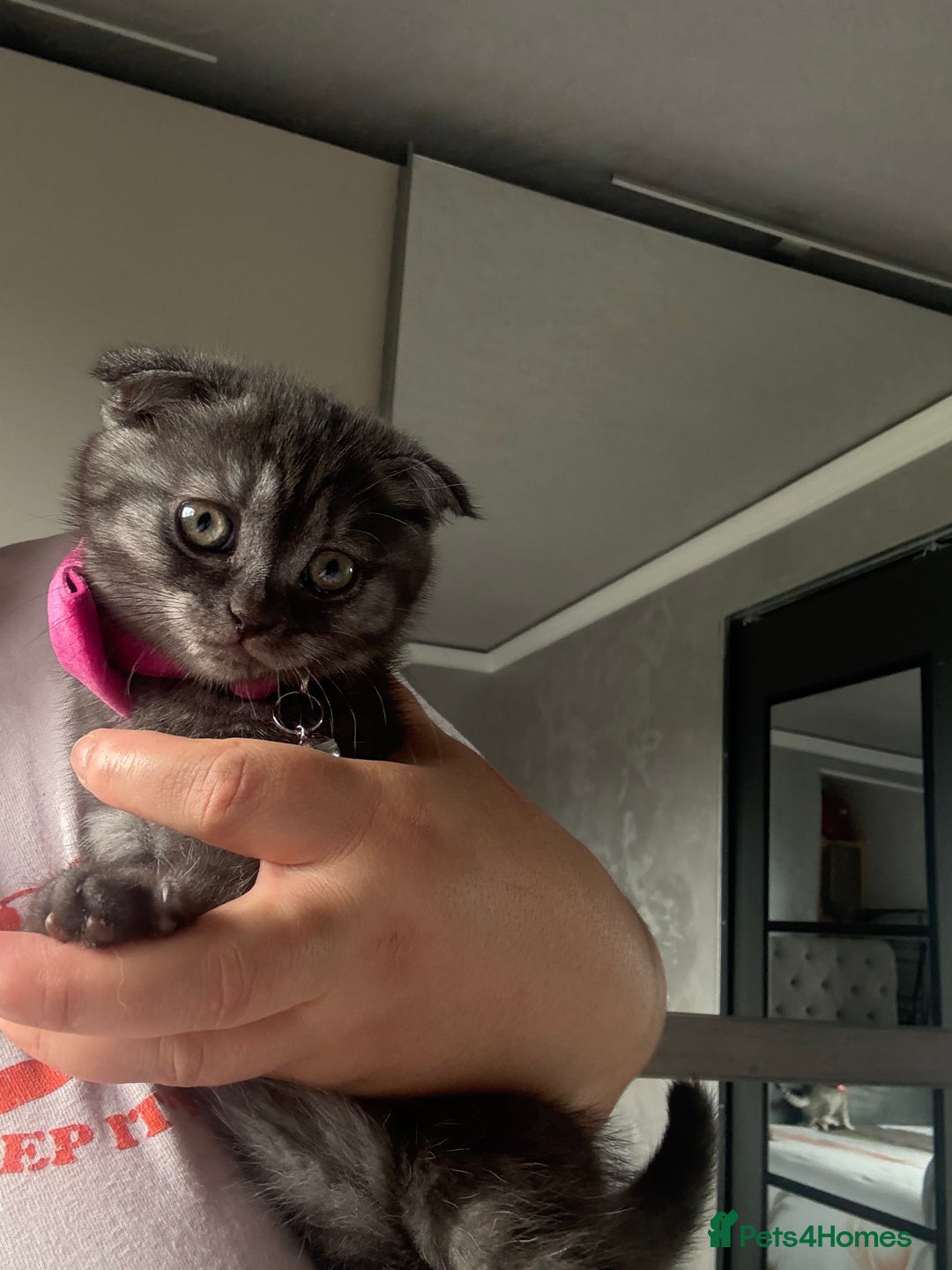 Scottish Fold cats for sale: Scottish fold kittens ready to find new homes - Image 12