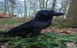 Labrador Retriever dogs for stud: Black Labrador Stud Dog Working  in Ellesmere - Image 6
