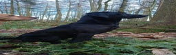 Labrador Retriever dogs for stud: Black Labrador Stud Dog Working  in Ellesmere - Advert 6