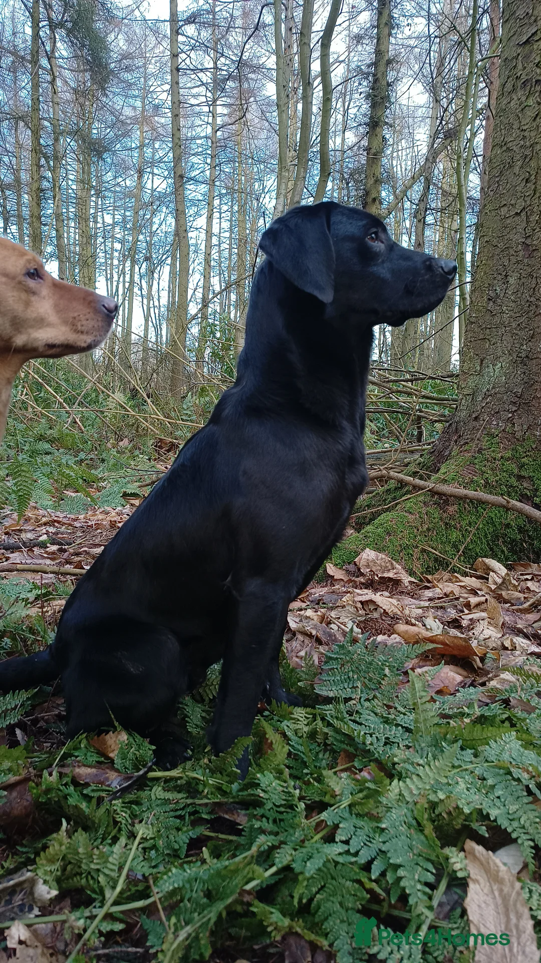 Labrador Retriever dogs for stud: Black Labrador Stud Dog Working  in Ellesmere - Advert 6