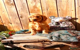 Cockapoo dogs for sale: Quality F1 Cockapoo Puppies  - Image 7
