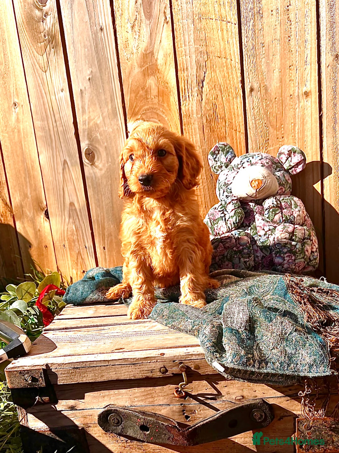 Cockapoo dogs for sale: Quality F1 Cockapoo Puppies  - Image 7