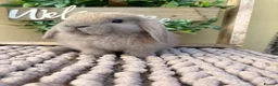 Mini Lop rabbits for sale: Beautiful buck mini lop - Advert 2