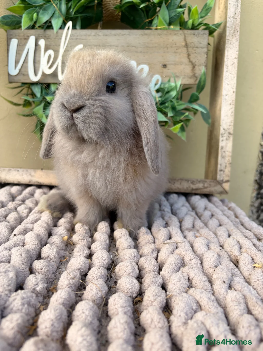 Mini Lop rabbits for sale: Beautiful buck mini lop - Advert 2