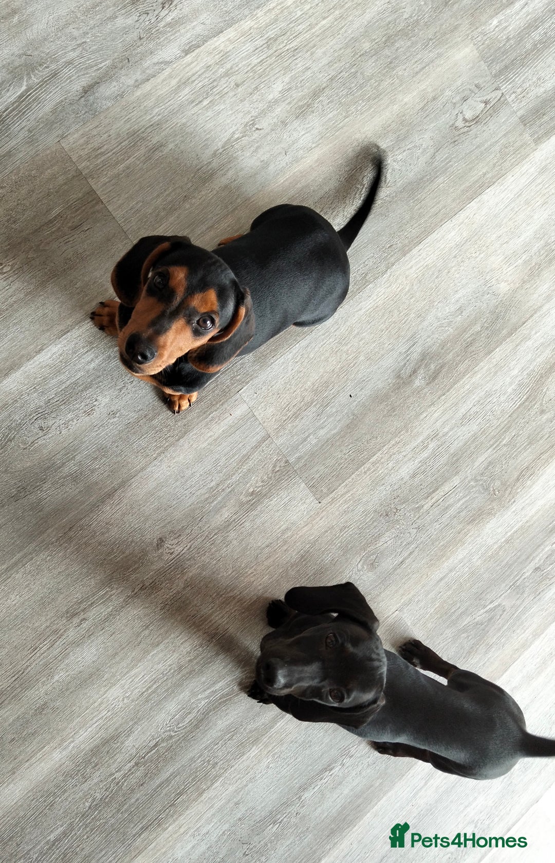 Miniature Dachshund dogs for sale: 2 beautiful dachshunds left  - Image 8