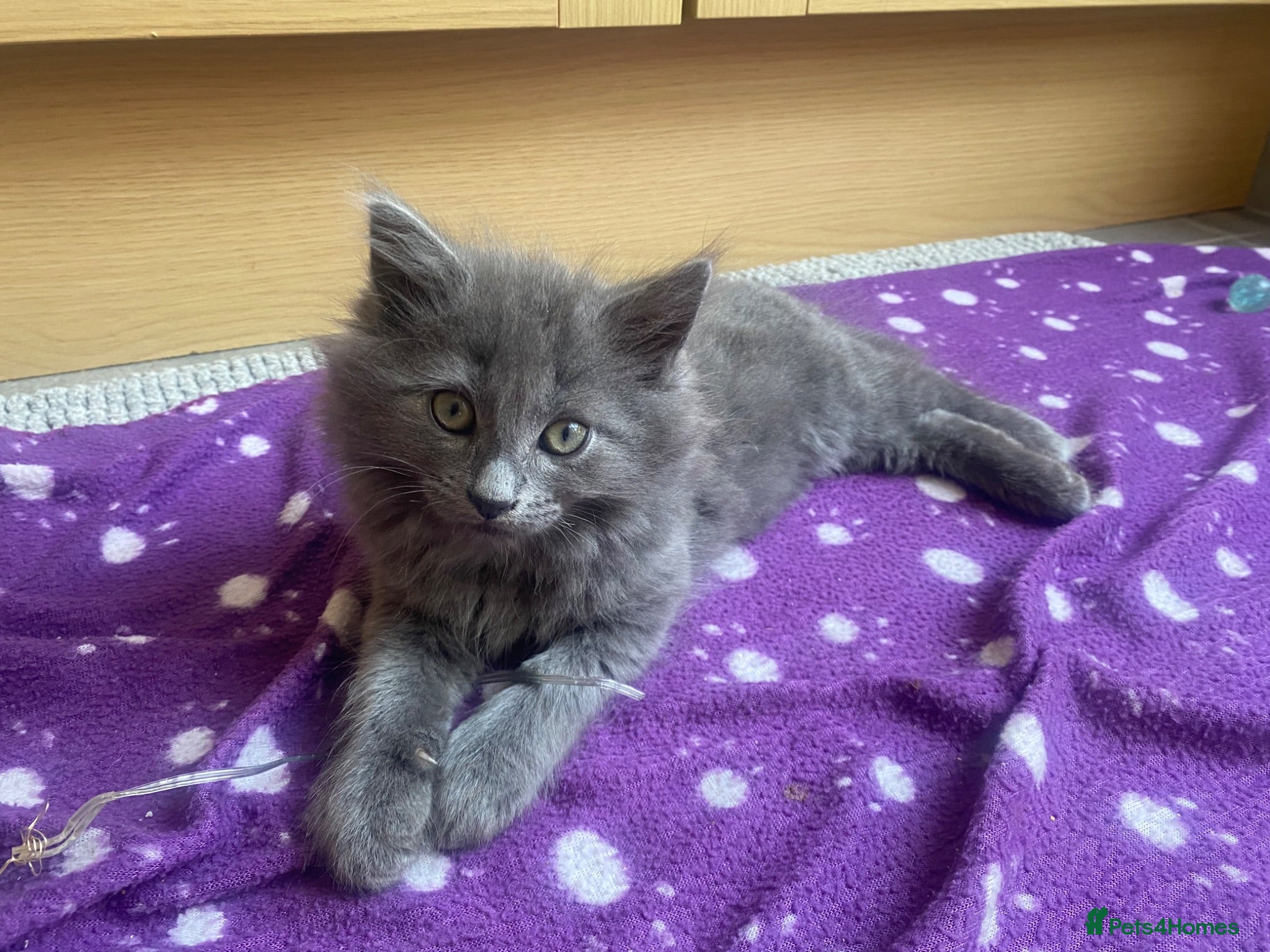 British Longhair cats Beautiful British Long-Haired Boy Ready Now! - Advert 11
