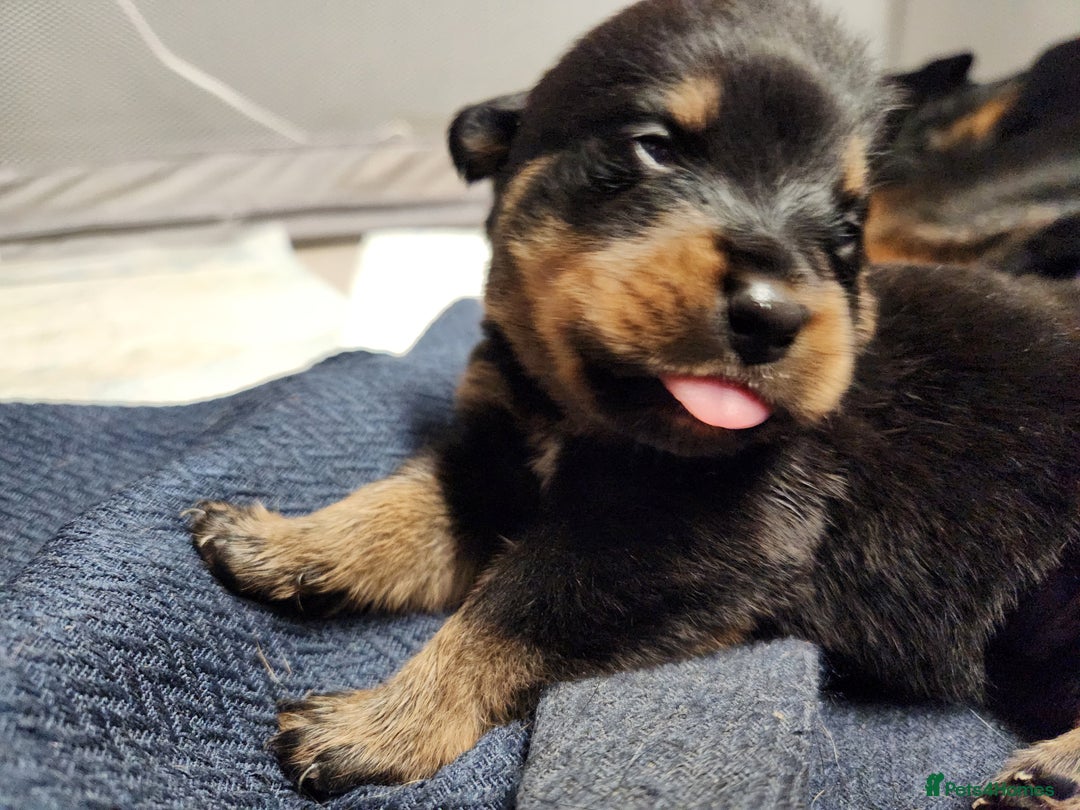 Rottweiler dogs for sale: Pedigree Rottweiler pups - Image 7