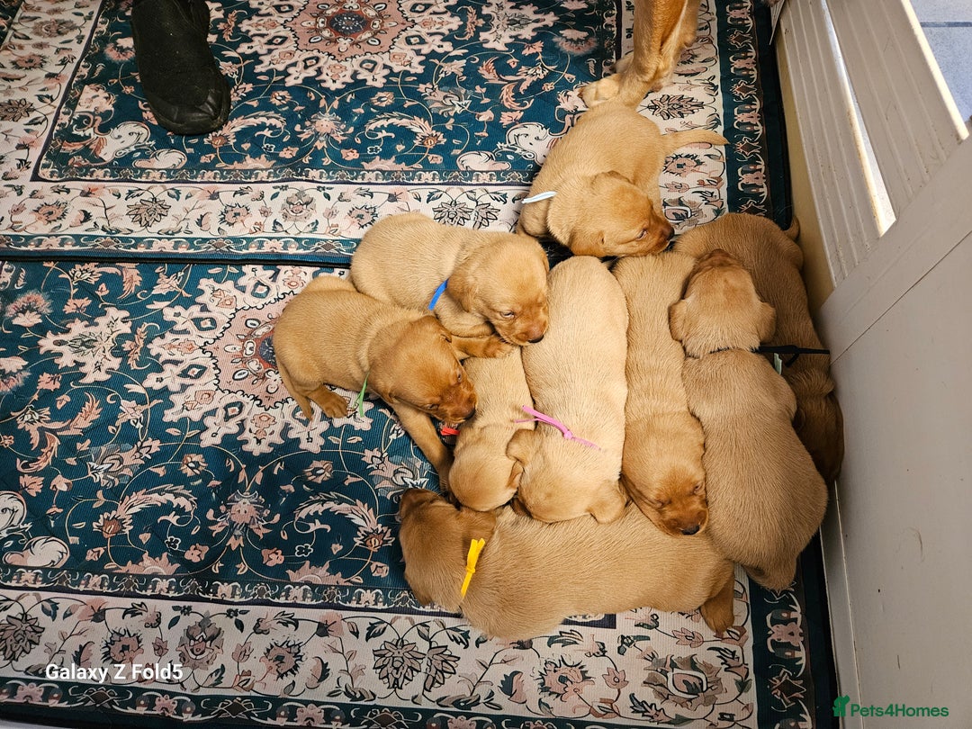 Labrador Retriever dogs for sale: KC REG Stunning Litter Fully Health Tested Parents - Image 4