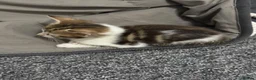 British Shorthair cats for sale: 4 kittens for sale 3 male and 1 female  - Advert 5