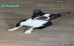 Boston Terrier dogs for sale: Stunning true to type wildax litter - Image 22