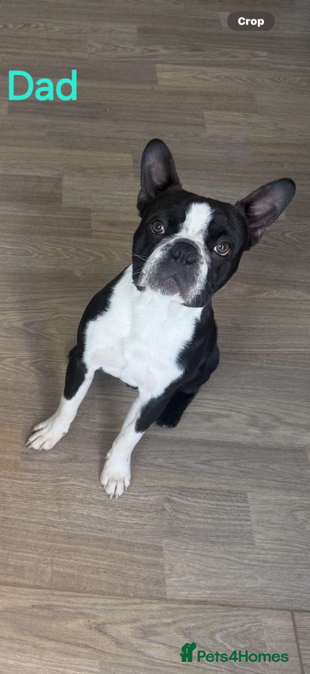 Boston Terrier dogs for sale: Stunning true to type wildax litter - Image 22