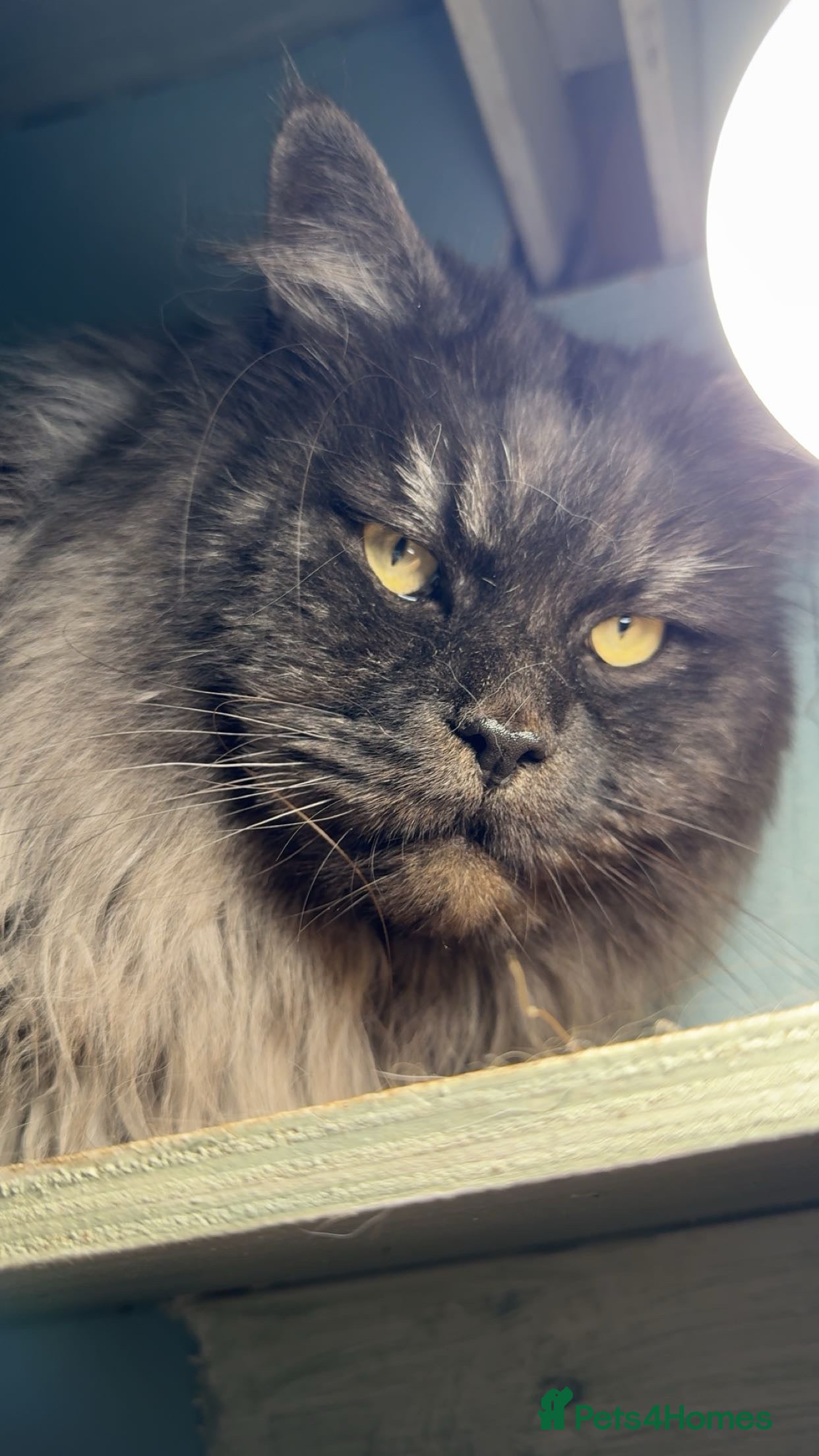 Maine Coon cats Pedigree black smoke boy for sale  in Kidderminster - Advert 8