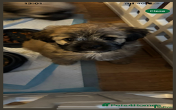 Mixed Breed dogs for sale: 3 beautiful froodle pups for sale 1 girl 2 boys - Image 7