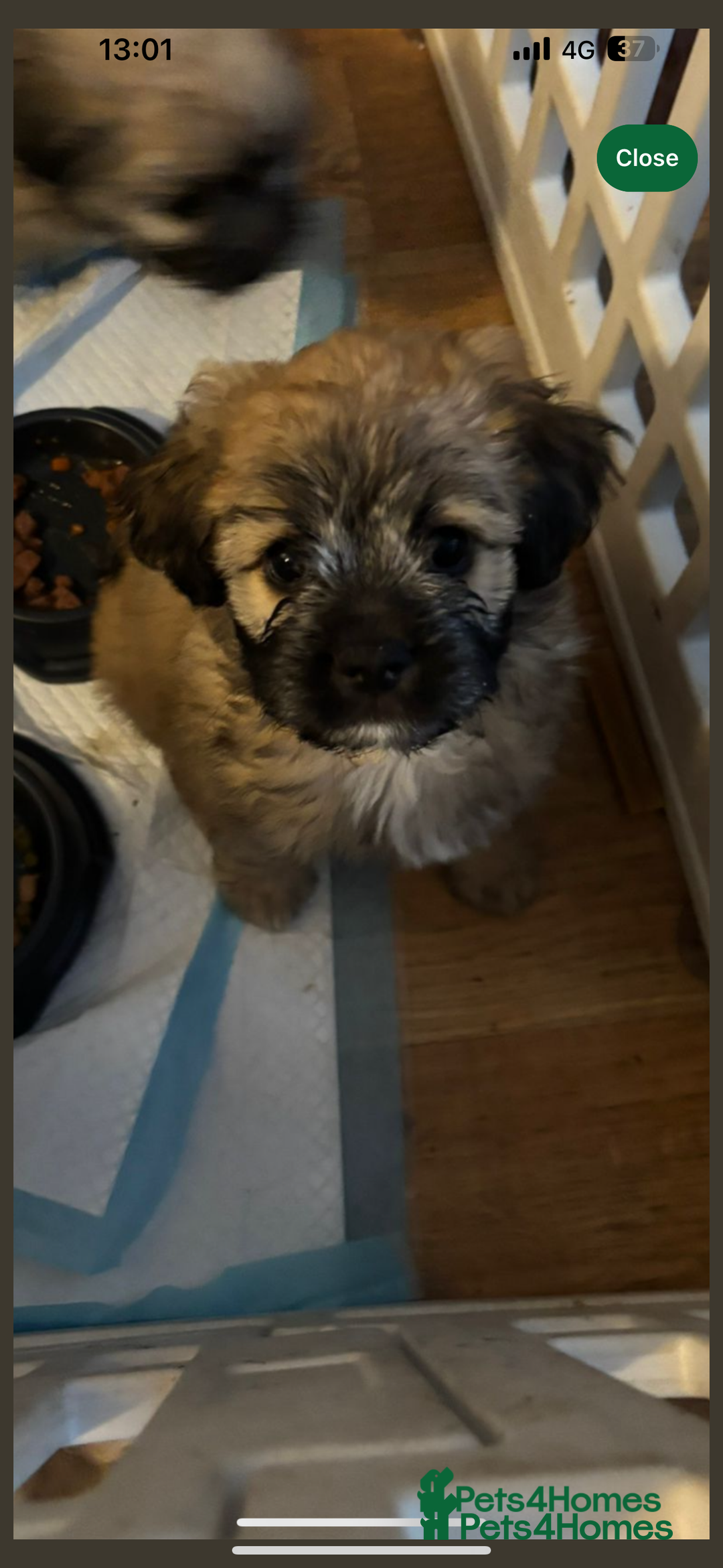 Mixed Breed dogs for sale: 3 beautiful froodle pups for sale 1 girl 2 boys - Image 7