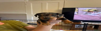 Dachshund 2