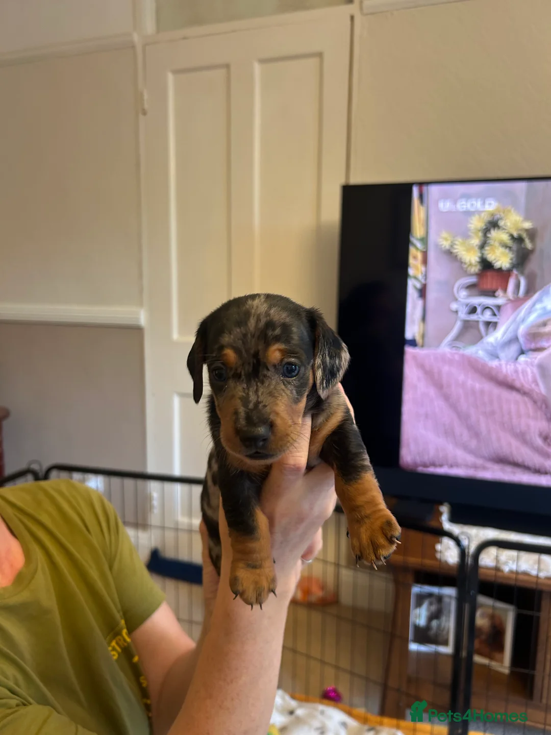 Dachshund dogs for sale: Puppies  - Advert 8