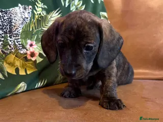 Miniature Dachshund dogs PRA clear IVDD IDC - 0 brindle mini dachshund pups - Advert 1