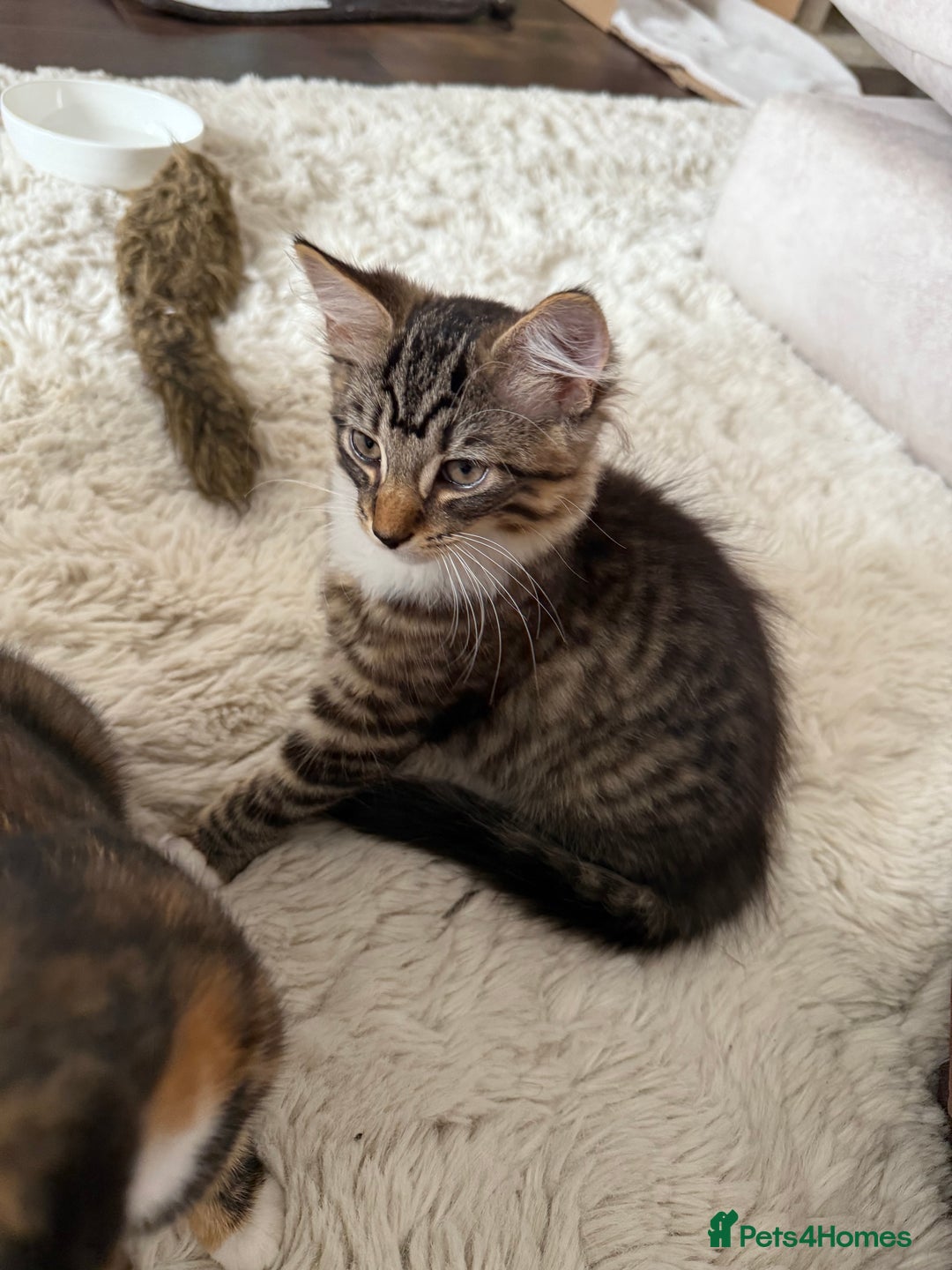Mixed Breed cats for sale: 1 BEAUTIFUL KITTEN LEFT - 1 BOY! - Image 30