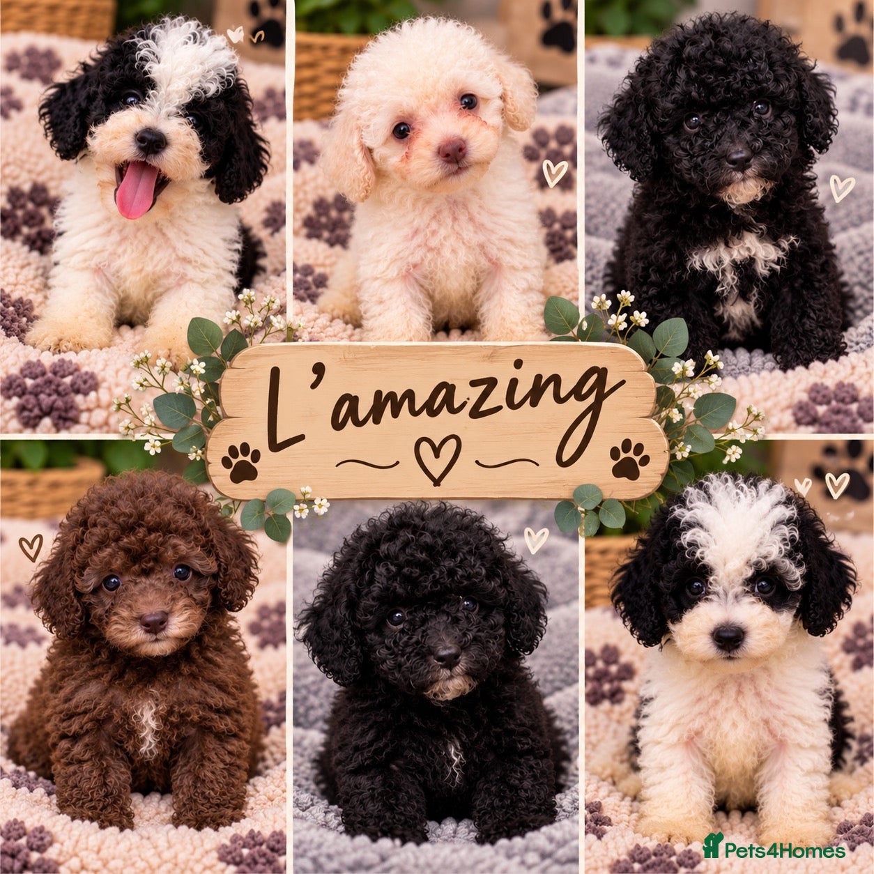 Poochon dogs Stunning F1b toy Poochon 5* rated graded health ✅ - Advert 1